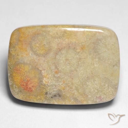 Corail fossile coussin de 17,45 ct, 20,6 x 14,6 mm d'Indonésie, Photo A