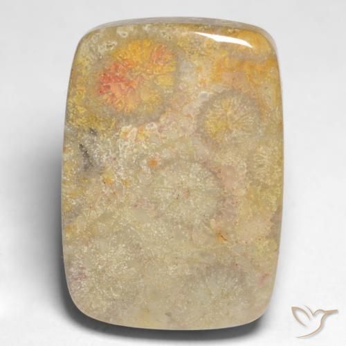 17.45 ct Multicolor Fossil Coral Stone, Natural Fossil Coral in Cushion Cabochon Shape for Sale
