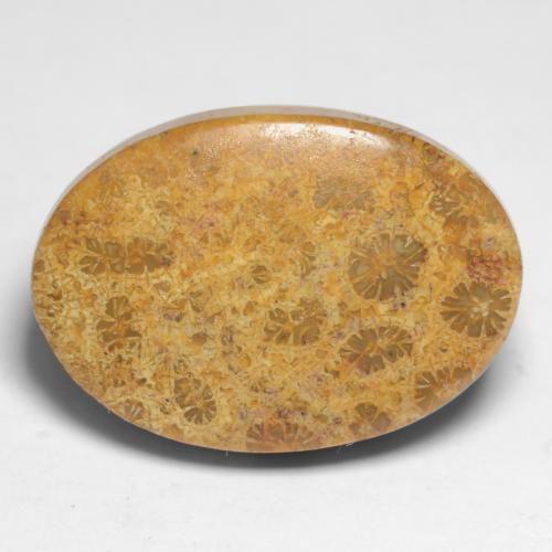 Multicolor Fossil Coral Gem - 15.3ct Oval Cabochon (ID: 550851)