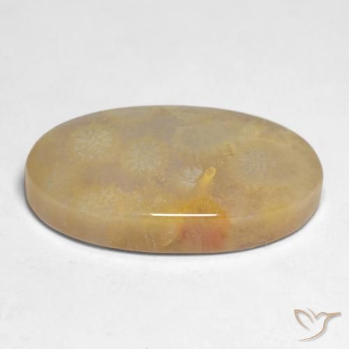 Fossil Coral Gemstone in 20.8 x 11.9 mm Size for Sale, Fossil Coral Stone in Multicolor Color