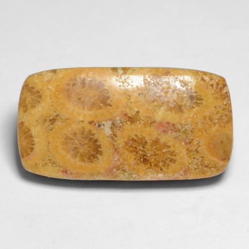 Multicolor Fossil Coral Gem - 11.2ct Cushion Cabochon (ID: 550853)