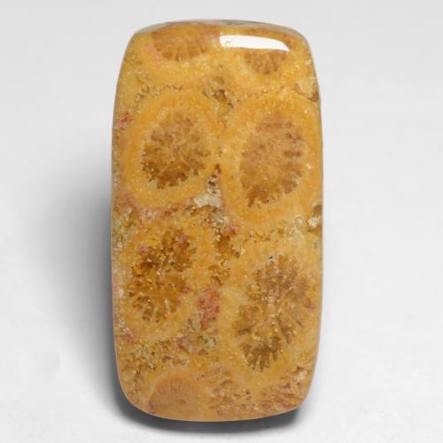 11.20 ct Multicolor Fossil Coral Stone, Natural Fossil Coral in Cushion Cabochon Shape for Sale