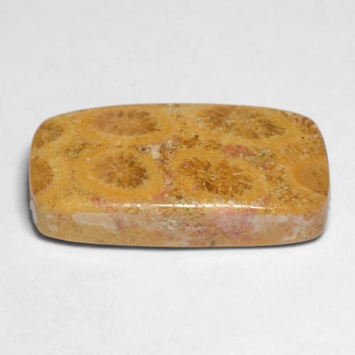 Fossil Coral Gemstone in 20.7 x 10.8 mm Size for Sale, Fossil Coral Stone in Multicolor Color