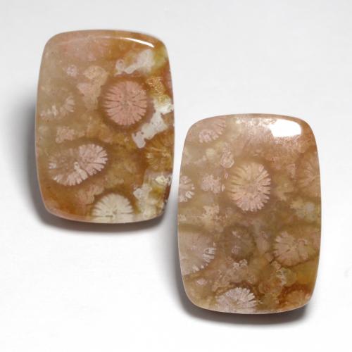 Multicolor Fossil Coral Gem - 14ct Cushion Cabochon (ID: 551150)
