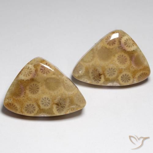 Coral Fósil Elegante a juego de 2 piezas en tamaño 22,6x16,1 mm, peso 34,79 ct en total / promedio. 17,4 ct cada uno, Multicolor en claridad Opaco, piedra preciosa natural No tratado, dureza de Mohs 6.5 - 7 Adecuado para joyas de uso diario, Photo A
