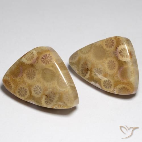 34.79 ctw Multicolor Fossil Coral Stones, Natural Fossil Coral in Fancy Cabochon Shape for Sale