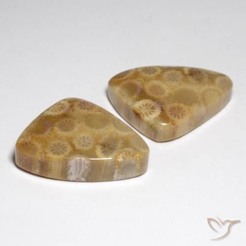 Fossil Coral Gemstones in 22.6 x 16.1 mm Size for Sale, Fossil Coral Stones in Multicolor Color
