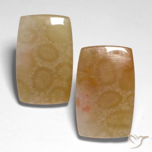 31.00ctw Natural Multicolor Fossil Coral, Cushion, Translucent