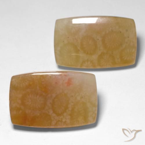 31.00 ctw Multicolor Fossil Coral Stones, Natural Fossil Coral in Cushion Cabochon Shape for Sale