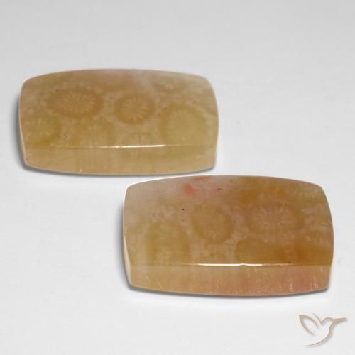 Fossil Coral Gemstones in 20.9 x 13.2 mm Size for Sale, Fossil Coral Stones in Multicolor Color
