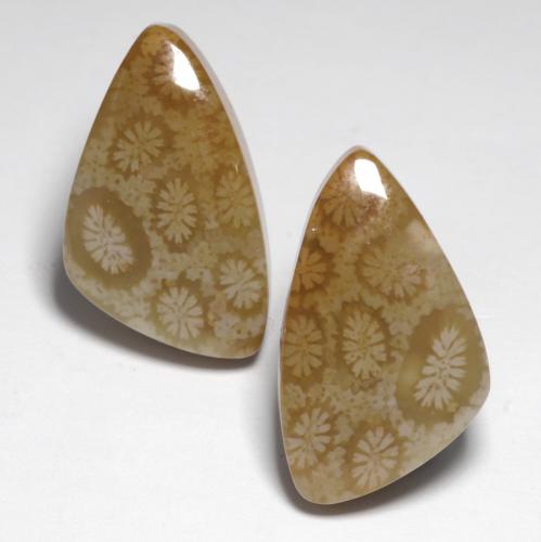 Multicolor Fossil Coral Gem - 12.4ct Fancy Cabochon (ID: 551153)