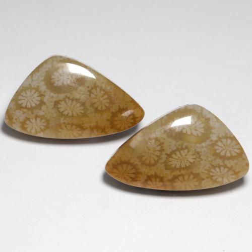 24.76 ctw Multicolor Fossil Coral Stones, Natural Fossil Coral in Fancy Cabochon Shape for Sale