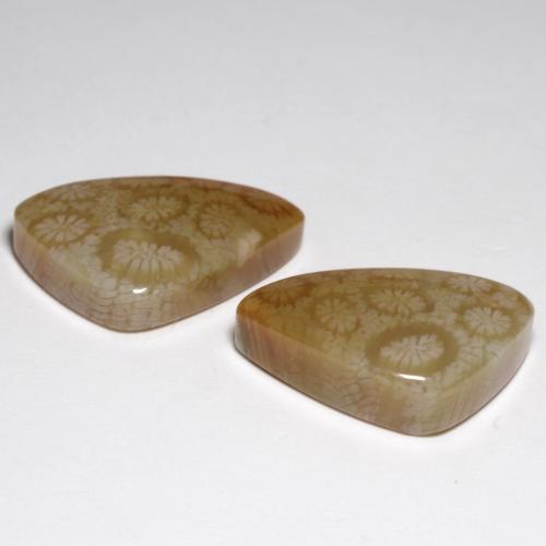 Fossil Coral Gemstones in 21.4 x 12.6 mm Size for Sale, Fossil Coral Stones in Multicolor Color
