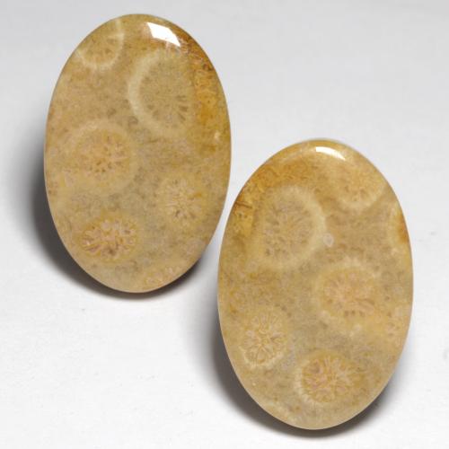 Multicolor Fossil Coral Gem - 12.2ct Oval Cabochon (ID: 551154)