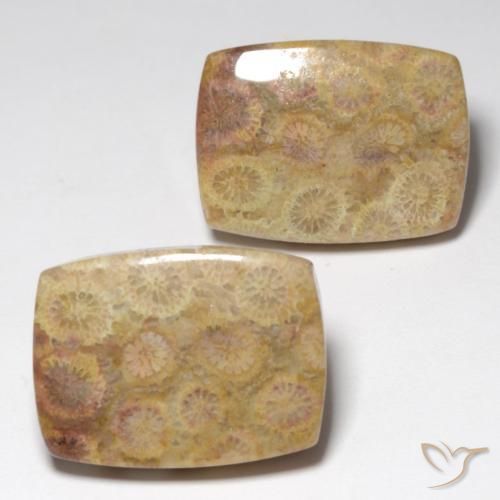 36.05 ctw Multicolor Fossil Coral Stones, Natural Fossil Coral in Cushion Cabochon Shape for Sale