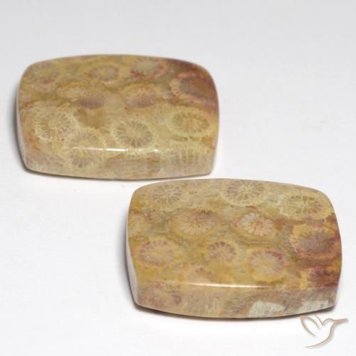 Fossil Coral Gemstones in 20 x 15 mm (calibrated) Size for Sale, Fossil Coral Stones in Multicolor Color