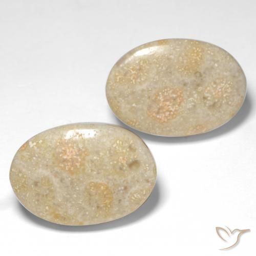 22.68 ctw Multicolor Fossil Coral Stones, Natural Fossil Coral in Oval Cabochon Shape for Sale