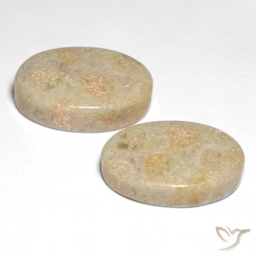 Fossil Coral Gemstones in 18.7 x 12.9 mm Size for Sale, Fossil Coral Stones in Multicolor Color