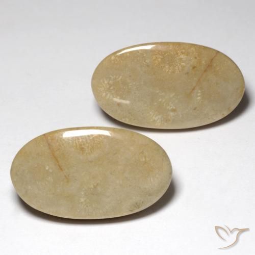 27.57 ctw Multicolor Fossil Coral Stones, Natural Fossil Coral in Oval Cabochon Shape for Sale