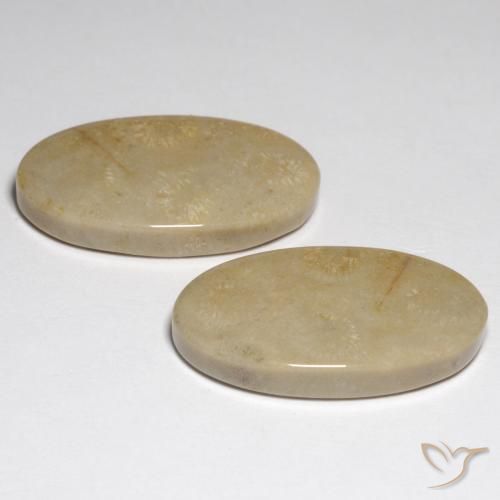 Fossil Coral Gemstones in 24.3 x 13.8 mm Size for Sale, Fossil Coral Stones in Multicolor Color