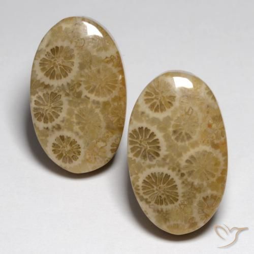 23.24 ct Oval Fossil Coral, 19.3 x 11.8 mm From Indonesia, Photo A