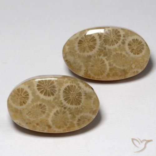 23.24 ctw Multicolor Fossil Coral Stones, Natural Fossil Coral in Oval Cabochon Shape for Sale