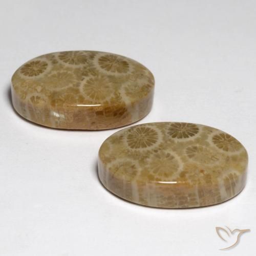 Fossil Coral Gemstones in 19.3 x 11.8 mm Size for Sale, Fossil Coral Stones in Multicolor Color