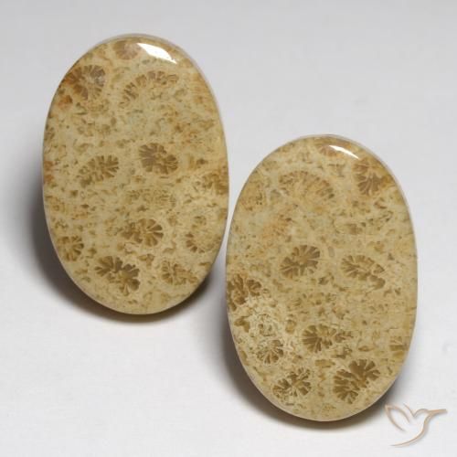 23.80ctw Natural Multicolor Fossil Coral, Oval, Opaque