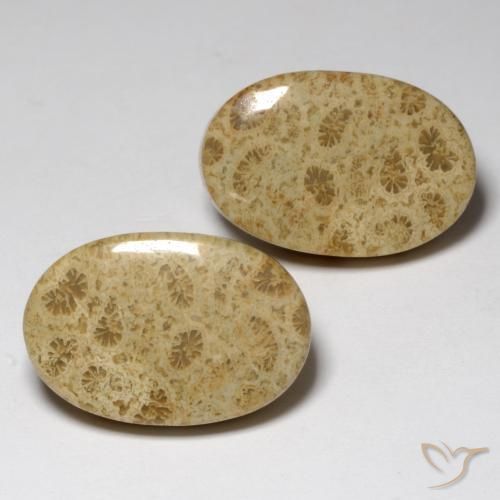 23.80 ctw Multicolor Fossil Coral Stones, Natural Fossil Coral in Oval Cabochon Shape for Sale