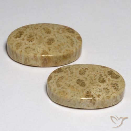 Fossil Coral Gemstones in 20 x 13.4 mm Size for Sale, Fossil Coral Stones in Multicolor Color