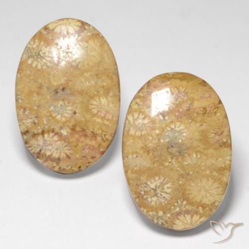 25.82ctw Natural Multicolor Fossil Coral, Oval, Opaque