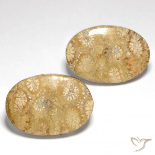 25.82 ctw Multicolor Fossil Coral Stones, Natural Fossil Coral in Oval Cabochon Shape for Sale