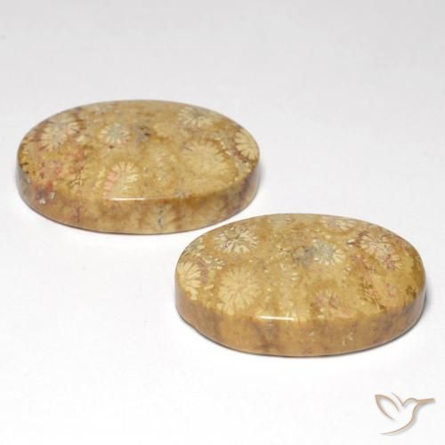 Fossil Coral Gemstones in 21.1 x 14.3 mm Size for Sale, Fossil Coral Stones in Multicolor Color
