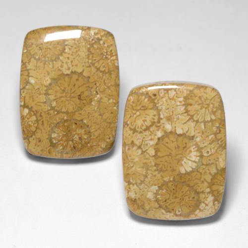 Multicolor Fossil Coral Gem - 13.7ct Cushion Cabochon (ID: 551521)
