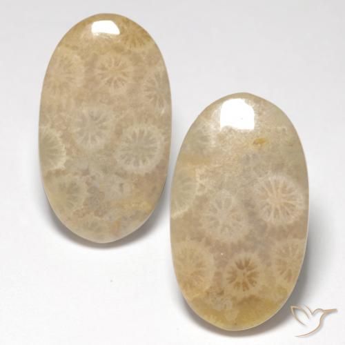 21.21 ct Oval Fossil Coral, 20.8 x 12.1 mm From Indonesia, Photo A