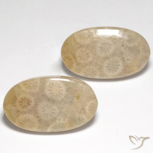 21.21 ctw Multicolor Fossil Coral Stones, Natural Fossil Coral in Oval Cabochon Shape for Sale