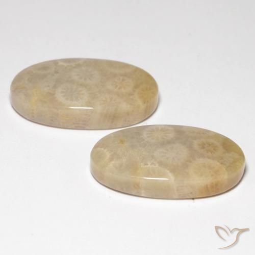 Fossil Coral Gemstones in 20.8 x 12.1 mm Size for Sale, Fossil Coral Stones in Multicolor Color