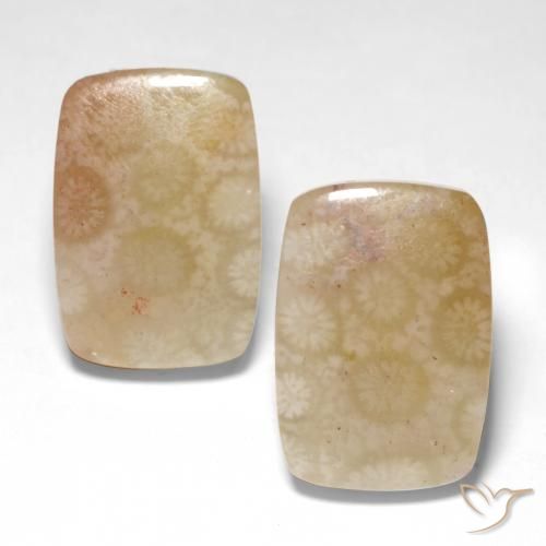 26.04 ct Cushion Fossil Coral, 18.4 x 12.8 mm From Indonesia, Photo A