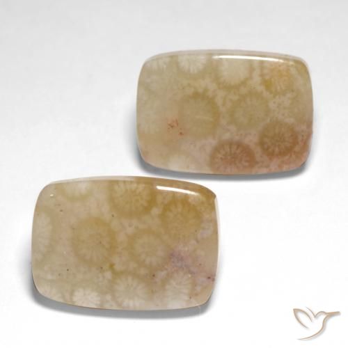 26.04 ctw Multicolor Fossil Coral Stones, Natural Fossil Coral in Cushion Cabochon Shape for Sale