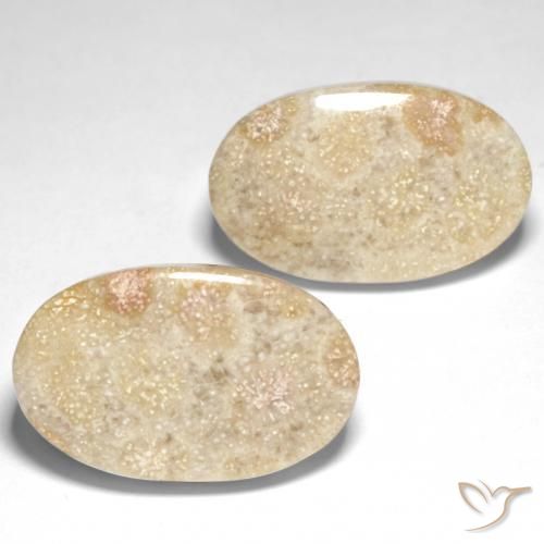 29.31 ctw Multicolor Fossil Coral Stones, Natural Fossil Coral in Oval Cabochon Shape for Sale