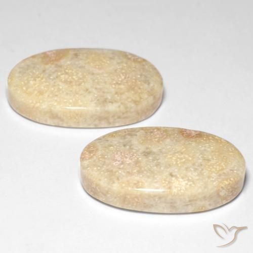 Fossil Coral Gemstones in 22.2 x 13.8 mm Size for Sale, Fossil Coral Stones in Multicolor Color