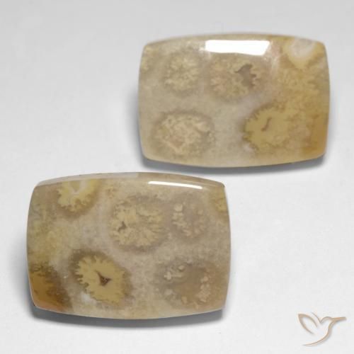 23.83 ctw Multicolor Fossil Coral Stones, Natural Fossil Coral in Cushion Cabochon Shape for Sale