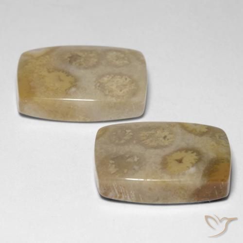 Fossil Coral Gemstones in 17.7 x 12.3 mm Size for Sale, Fossil Coral Stones in Multicolor Color