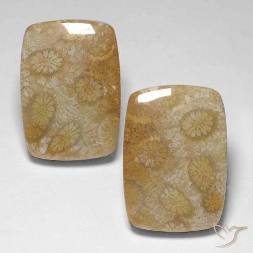 34.24 ct Cushion Fossil Coral, 20.3 x 14.5 mm From Indonesia, Photo A