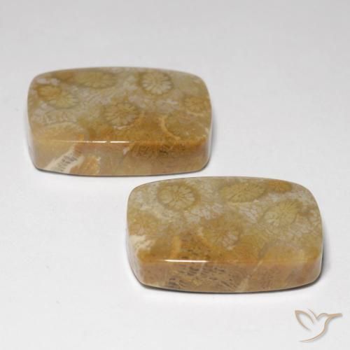 Fossil Coral Gemstones in 20 x 15 mm (calibrated) Size for Sale, Fossil Coral Stones in Multicolor Color