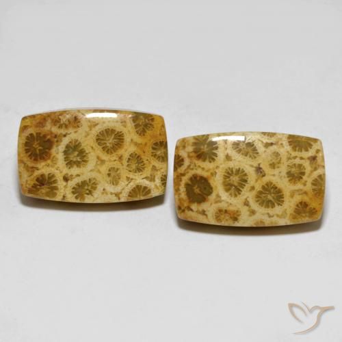 25.29 ct Cushion Fossil Coral, 18.2 x 11.4 mm From Indonesia, Photo A