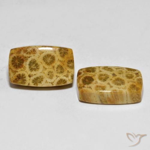 25.29 ctw Multicolor Fossil Coral Stones, Natural Fossil Coral in Cushion Cabochon Shape for Sale