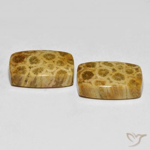 Fossil Coral Gemstones in 18.2 x 11.4 mm Size for Sale, Fossil Coral Stones in Multicolor Color