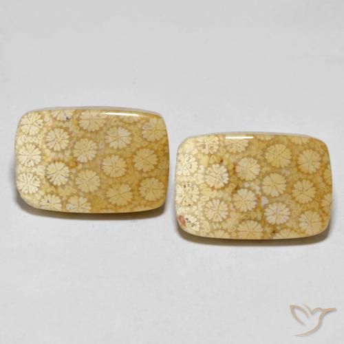33.38 ct Cushion Fossil Coral, 20.6 x 13.8 mm From Indonesia, Photo A