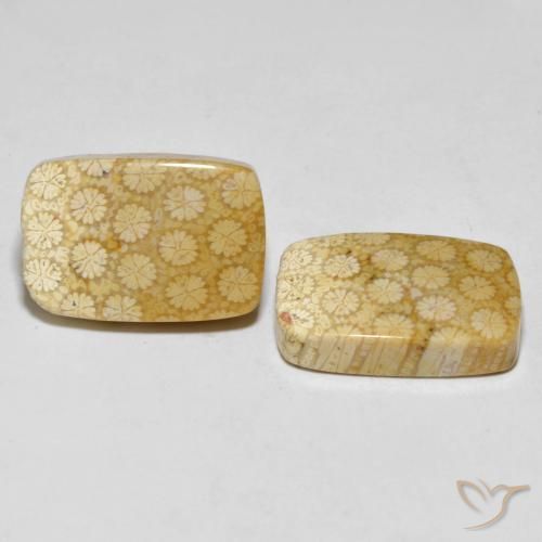 33.38 ctw Multicolor Fossil Coral Stones, Natural Fossil Coral in Cushion Cabochon Shape for Sale